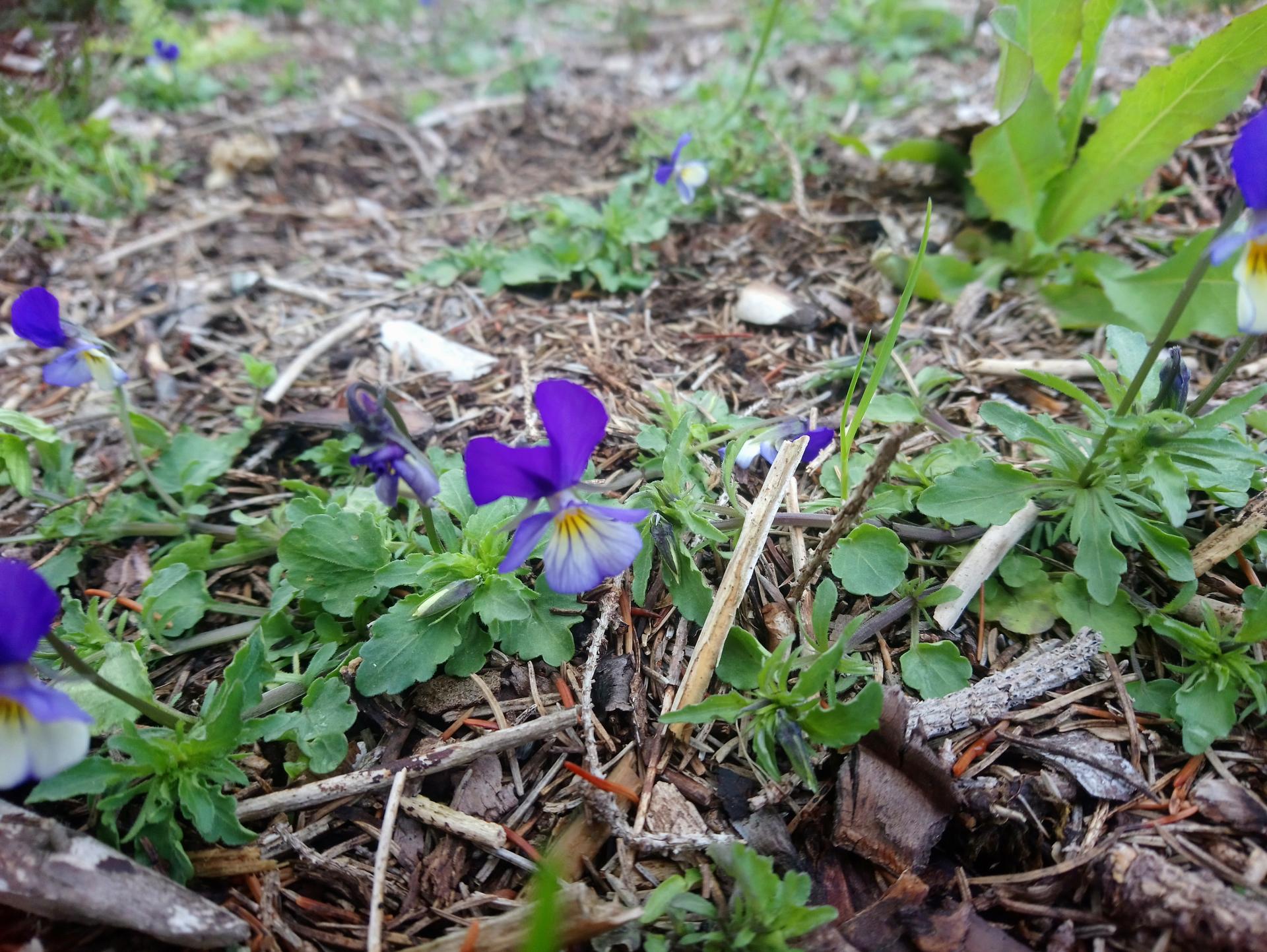Pensée tricolore (Viola tricolor)