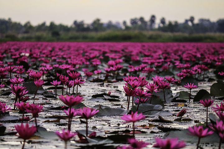 Lac fleurs de lotus